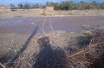 خسارت باران به مزارع کشاورزی و جاری شدن سیلاب در بخش اسماعیلی جیرفت