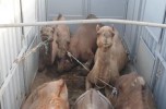۲۵ نفر شتر قاچاق در محور جیرفت – دلفارد کشف شد