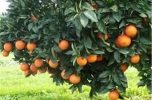 برداشت حدود ۴۹۸ هزار تن پرتقال از باغ‎های جنوب کرمان
