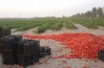 علت سریال تکراری و هرساله افت قیمت محصولات کشاورزی در جنوب کرمان