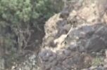 مشاهده گونه نادر پلنگ در منطقه رمون جیرفت