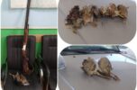 دستگیری شکارچیان غیر مجاز پرندگان وحشی درجیرفت