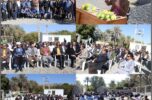 روز مزرعه استانی خرما در شهرستان منوجان برگزار شد