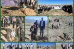 ۳٠ هزار اصله نهال جنگلی در روز درختکاری در جنوب کرمان غرس شد