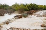 خسارت ۴۰۰ میلیاردی سیل و سرما به محصولات کشاورزی جنوب کرمان