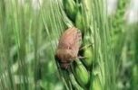 مبارزه با آفت سن در ٣۵ هزار هکتار از مزارع گندم جنوب کرمان