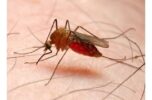 تاثیر مستقیم بیماریابی اتباع و قاچاقچیان انسان بر تشخیص و حذف مالاریا در جنوب کرمان
