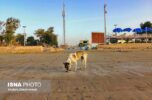 کشتارگاه‌های سنتی و سگ‌های بلاصاحب، بزرگترین چالش بهداشتی در جنوب کرمان