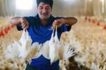 جنوب‌کرمان دل‌خوش به وعده راه‌اندازی زنجیره تولید مرغ