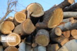 منابع طبیعی جنوب کرمان: چوب قاچاق از درختان دست‌کاشت بود