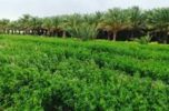 قصههای من و میانچیل / به قلم عضو هیات علمی دانشگاه جیرفت قصههای من و میانچیل / به قلم عضو هیات علمی دانشگاه جیرفت