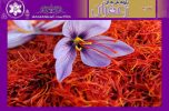 تأثیر عصاره حاصل از گلبرگ و پرچم زعفران ارگانیک در جلوگیری از رشد سلولهای سرطانی / دکتر مهدیه عسکری ملکآباد جیرفت تأثیر عصاره حاصل از گلبرگ و پرچم زعفران ارگانیک در جلوگیری از رشد سلولهای سرطانی / دکتر مهدیه عسکری ملکآباد جیرفت