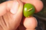 نخلداران جنوب کرمان آفت کرم میوهخوار خرما را جدی بگیرند نخلداران جنوب کرمان آفت کرم میوهخوار خرما را جدی بگیرند