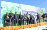 همایش پیاده روی جیرفت برگزار شد و برندگان مشخص شدند. همایش پیاده روی جیرفت برگزار شد و برندگان مشخص شدند.