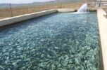 برای اولین باربرداشت ماهیان سردابی در جیرفت گرمسیری برای اولین باربرداشت ماهیان سردابی در جیرفت گرمسیری