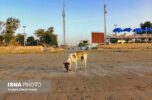 کشتارگاههای سنتی و سگهای بلاصاحب، بزرگترین چالش بهداشتی در جنوب کرمان کشتارگاههای سنتی و سگهای بلاصاحب، بزرگترین چالش بهداشتی در جنوب کرمان