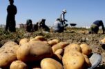 تورم بالای ۴۰ درصد است و قیمت سیبزمینی ۱۰ درصد هم ارزانتر از پارسال شده تورم بالای ۴۰ درصد است و قیمت سیبزمینی ۱۰ درصد هم ارزانتر از پارسال شده