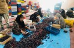 برداشت خرما در بزرگترین تولیدکننده جنوب کرمان تا پایان مهر ادامه دارد برداشت خرما در بزرگترین تولیدکننده جنوب کرمان تا پایان مهر ادامه دارد