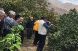 شرایط طغیان مگس مدیترانهای در جنوب کرمان فراهم است/ باغداران مراقب باشند شرایط طغیان مگس مدیترانهای در جنوب کرمان فراهم است/ باغداران مراقب باشند