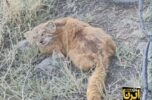 گونه کمیاب گربه پالاس در جیرفت مشاهده شد + فیلم